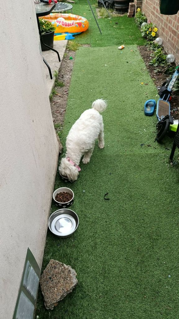 Bishon Maltese 