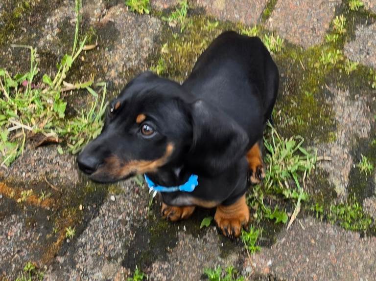 Mega cute dachshund boy puppy