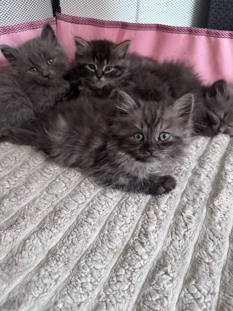 Ragdoll/persian kittens 