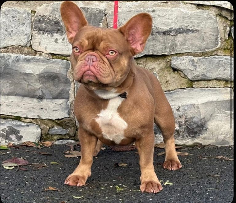 Female french bull dog
