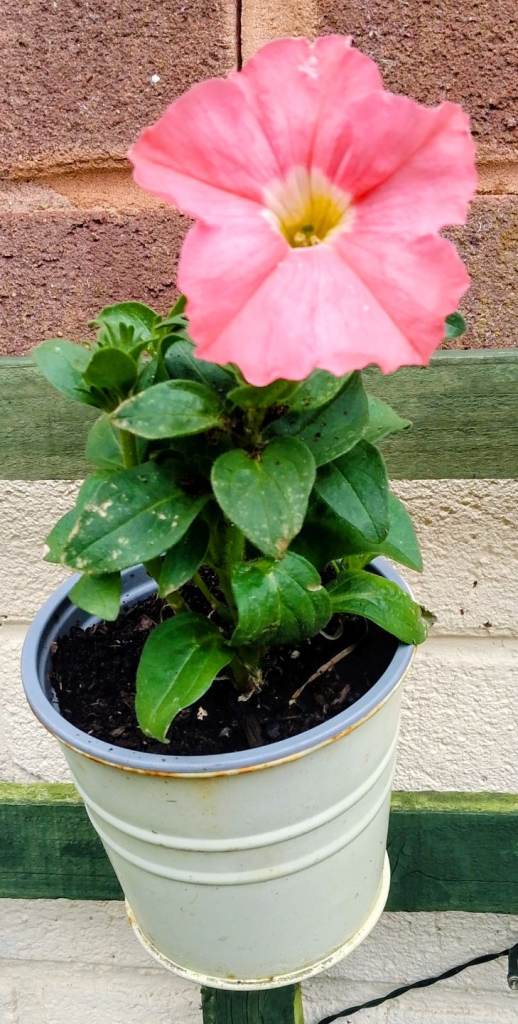 Petunia's for sale £1 each.