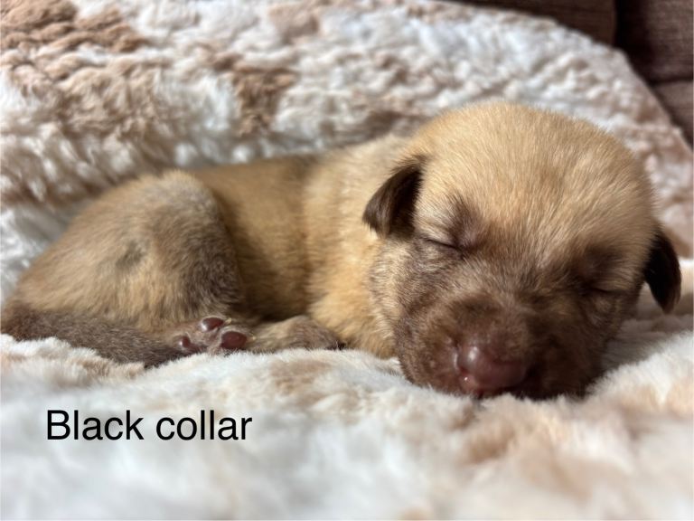 German shepherd cross puppies 