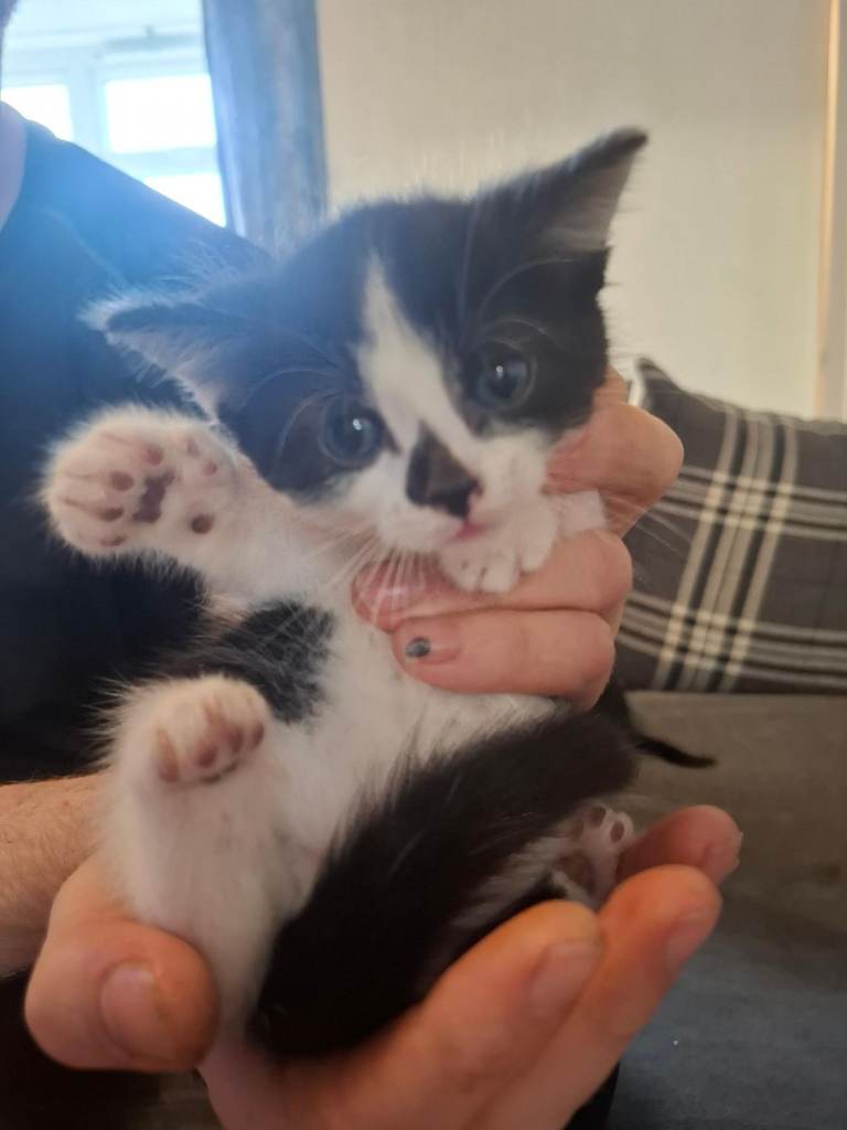  kitten for sale