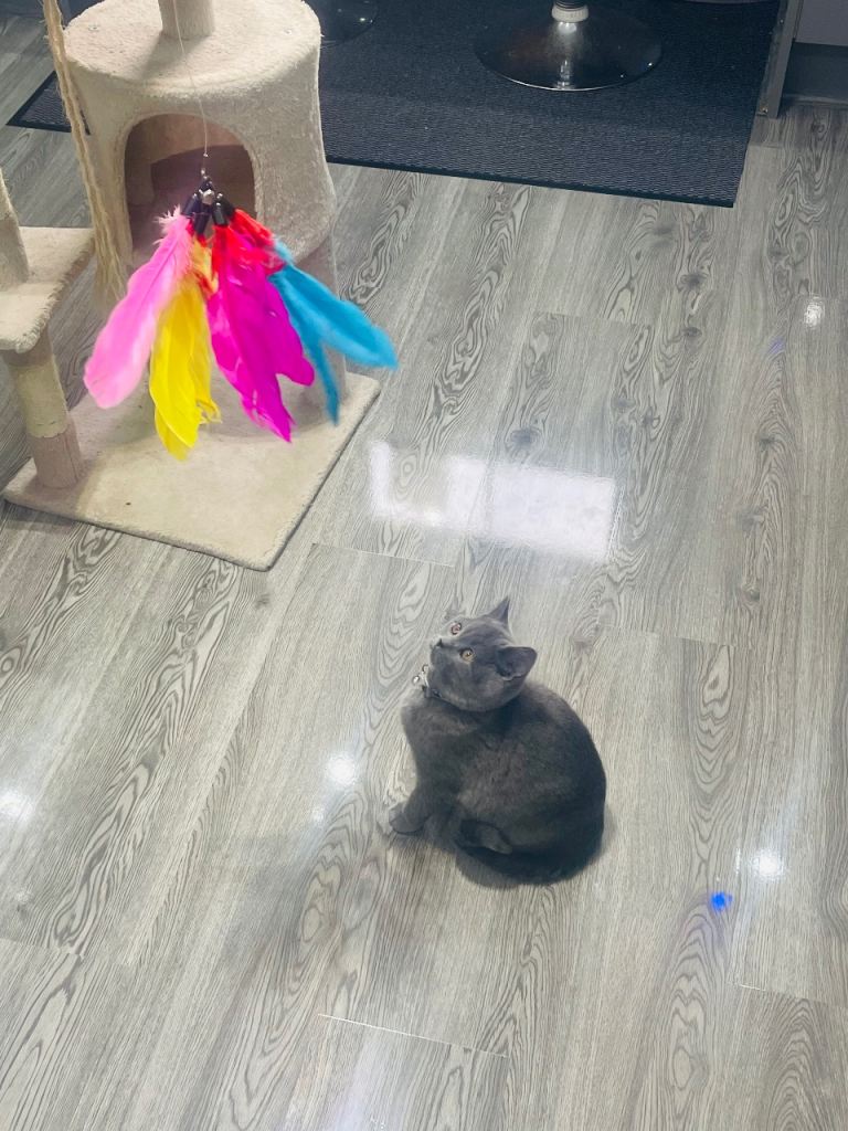 Stunning 18 Week Old Pedigree Blue British Shorthair Girl