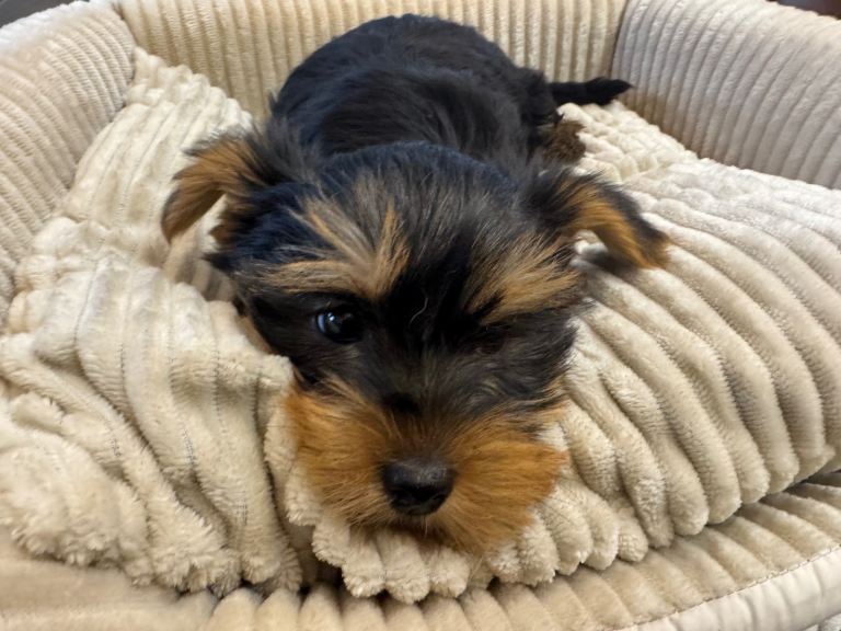 Miniature Yorkshire Terrier Puppies