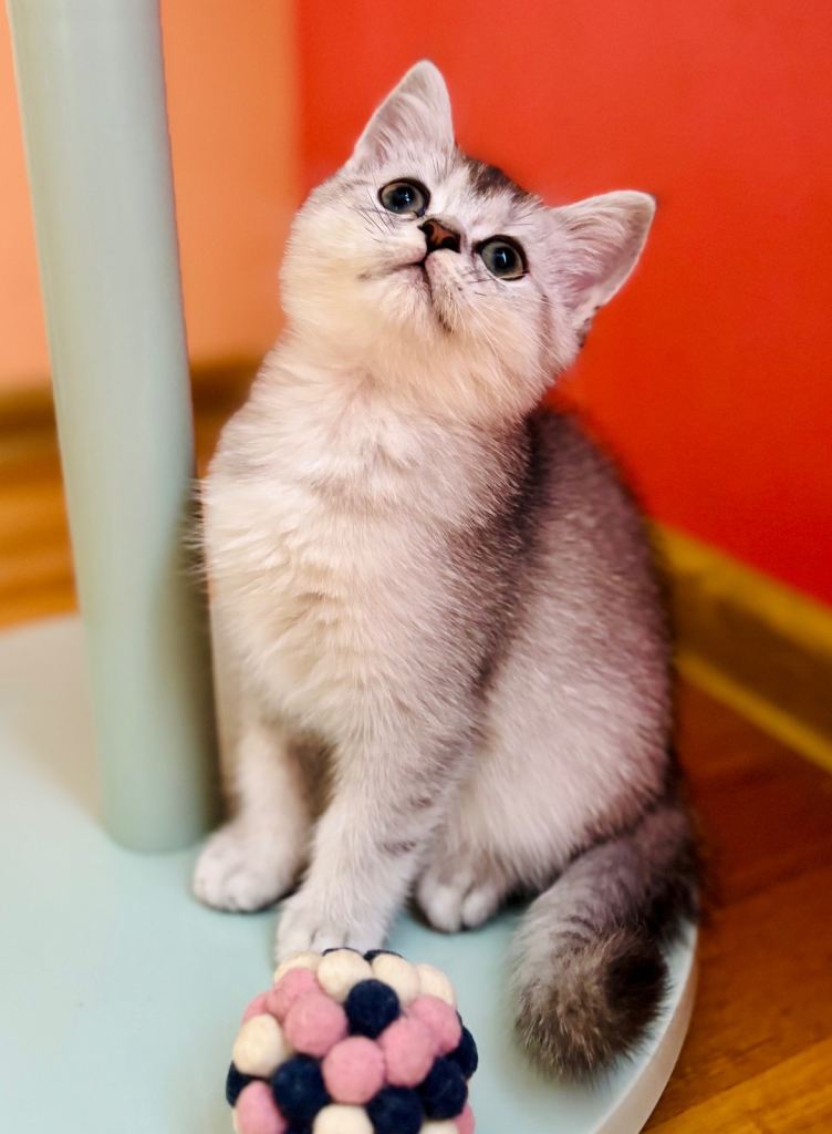 Adorable Kitten – Grey and White