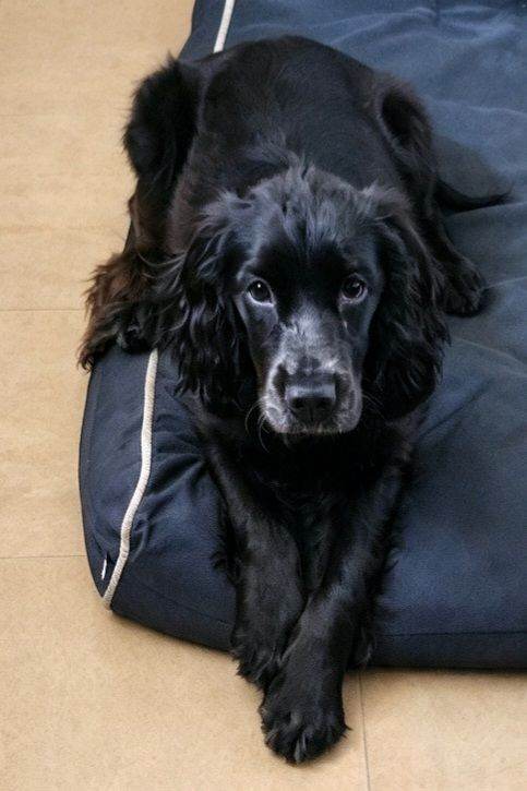 Show male cocker spaniel 