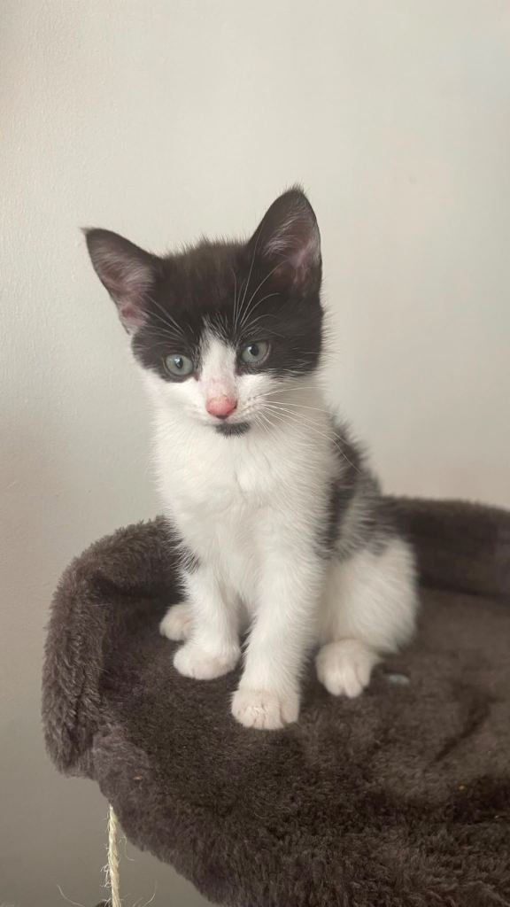 9 weeks old