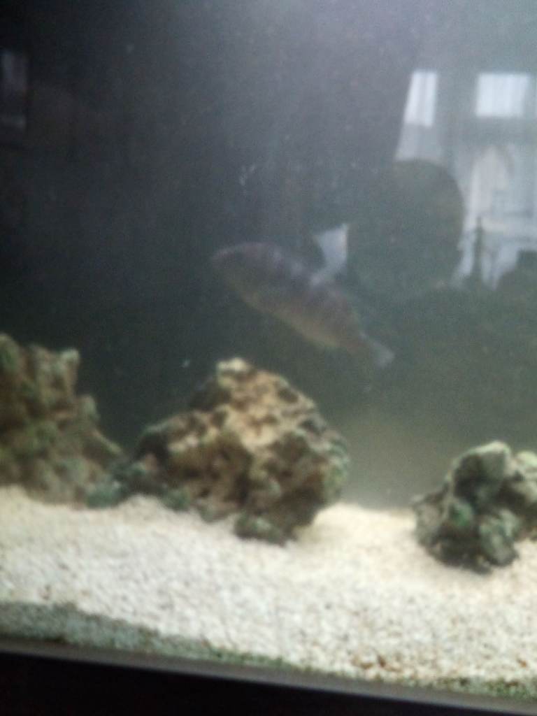 Coral rock (not live coral) approximately 40 kilos cheap