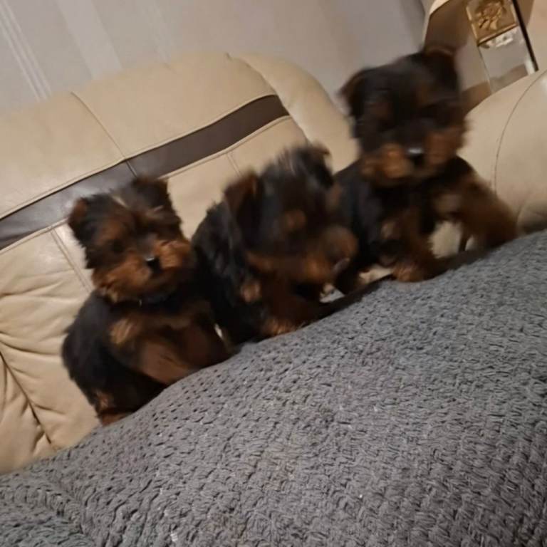 3 beautiful male yorkshire terrier puppies for sale 