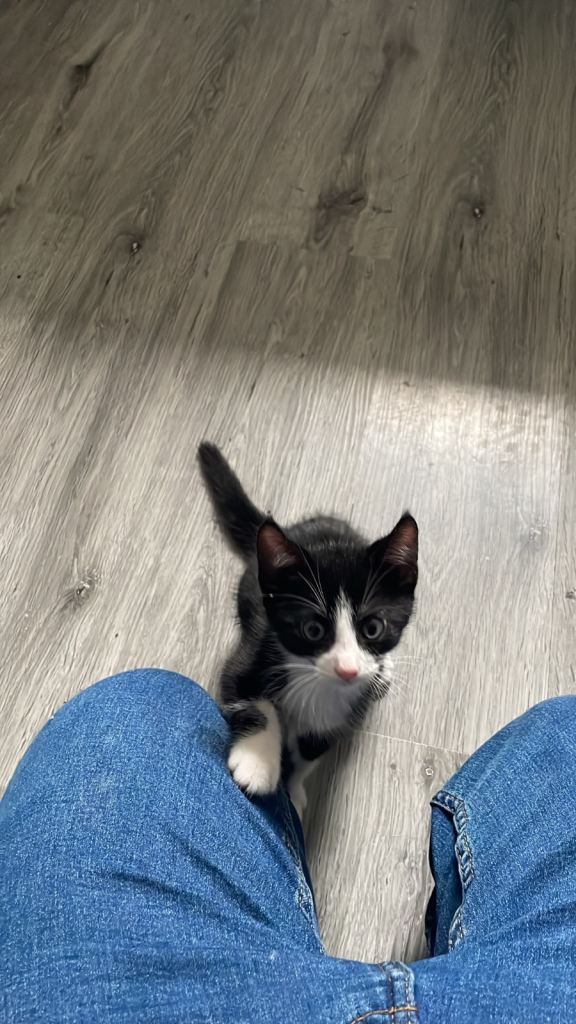 kitten for sale