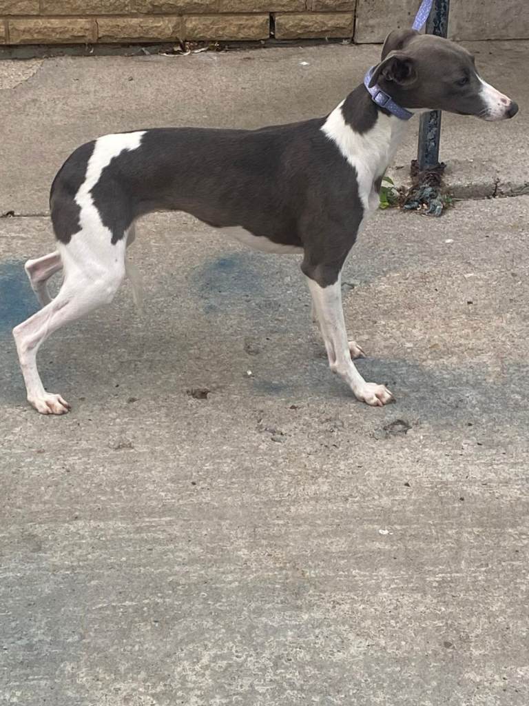 Only one outstanding whippet boy available 