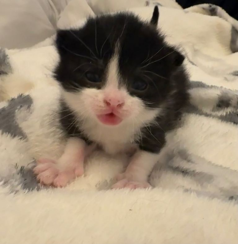 3 kittens 