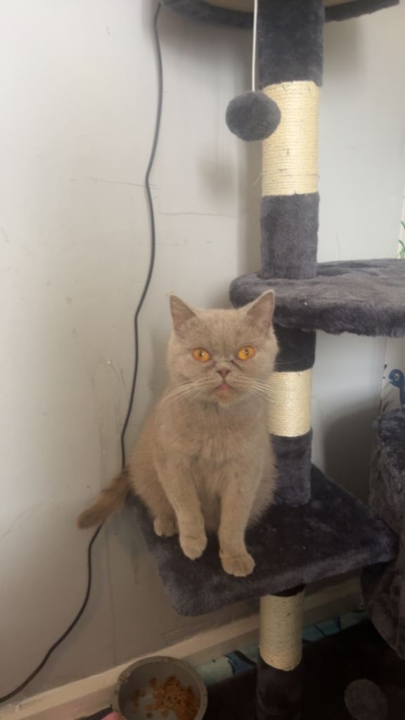 British blue shorthaired cross standard black and white cat