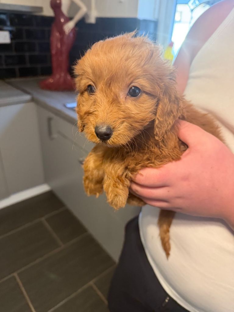 Cockapoo