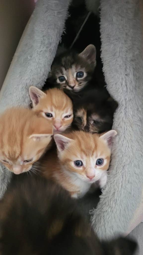 Kittens/Cats
