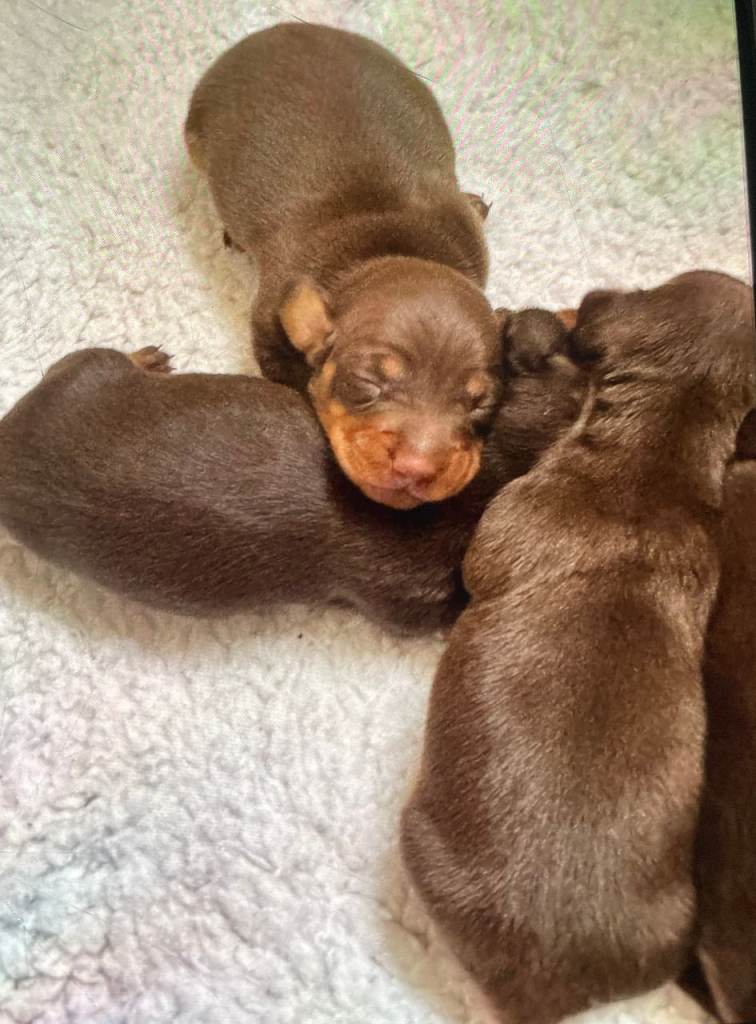 Choc/Tan Mini Smooth Dachshund Pups