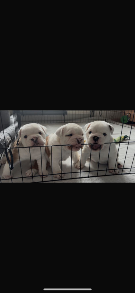English Bulldog Puppies
