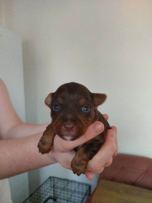 Miniature Yorkshire terrier 