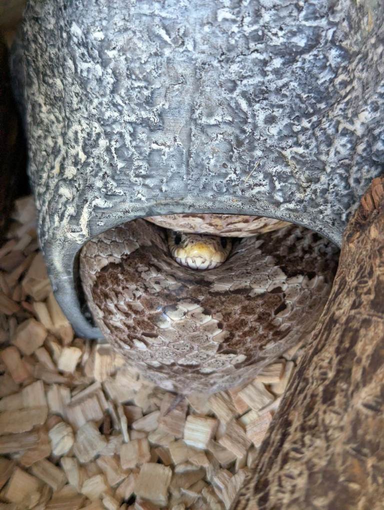 Corn snake and full set up