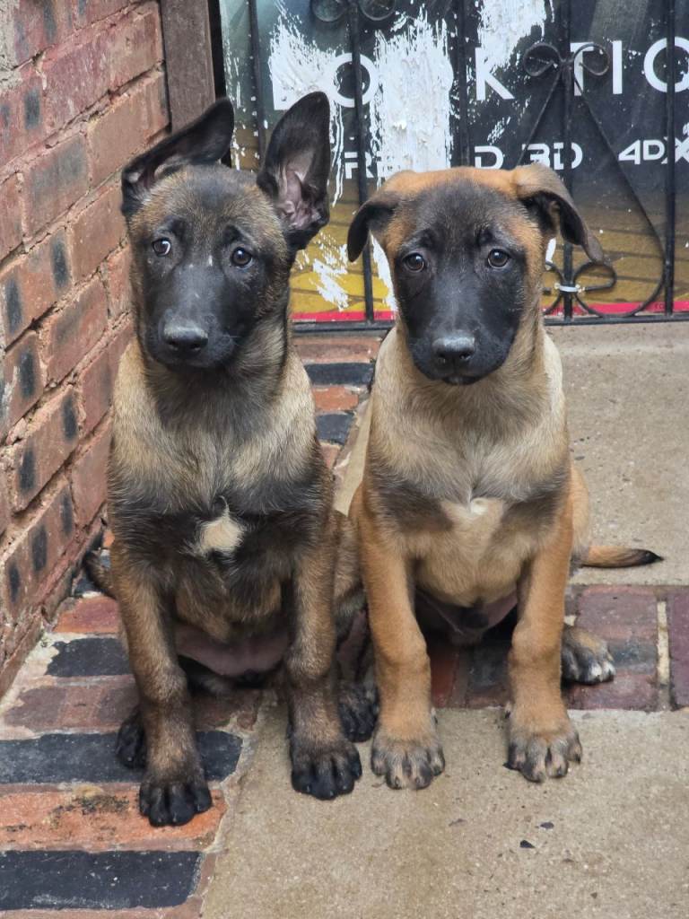 Belgium shepherd pups for sale