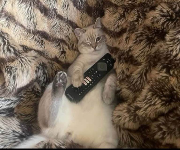 British short hair x Ragdoll cat