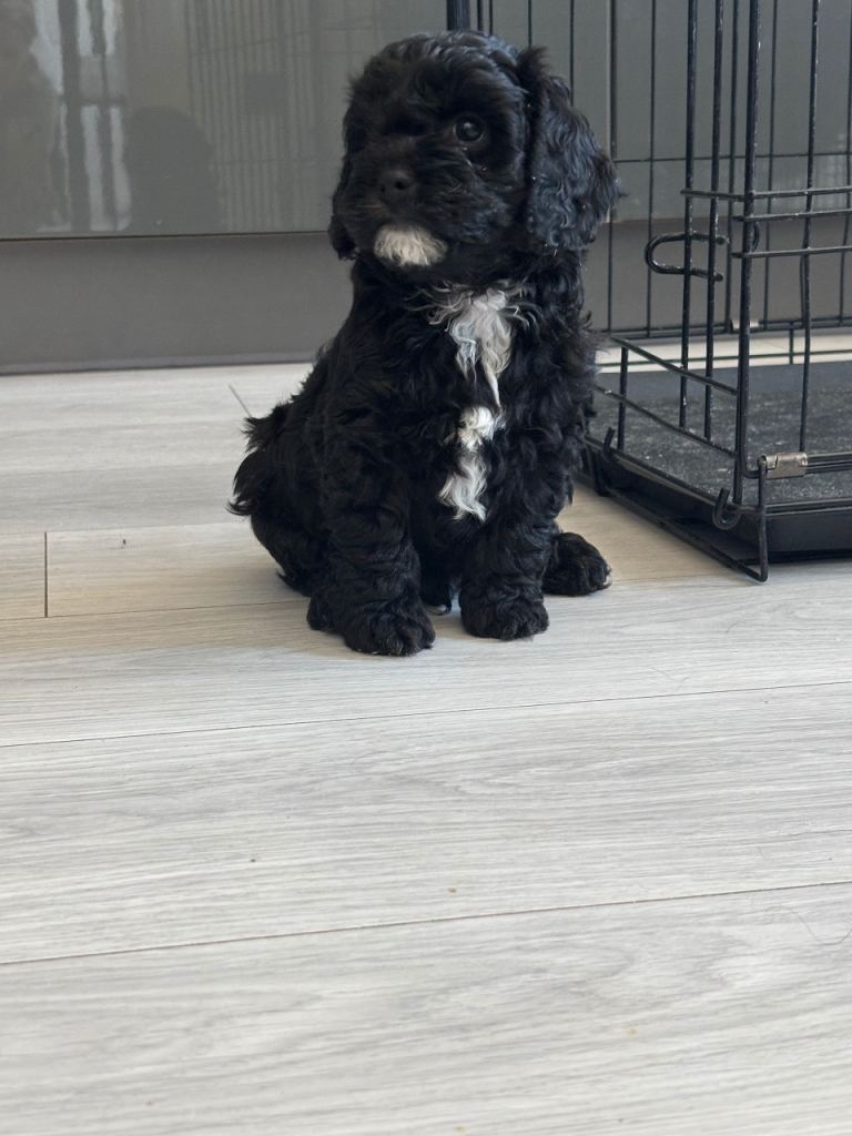 F1 toy Cavapoos For Sale 