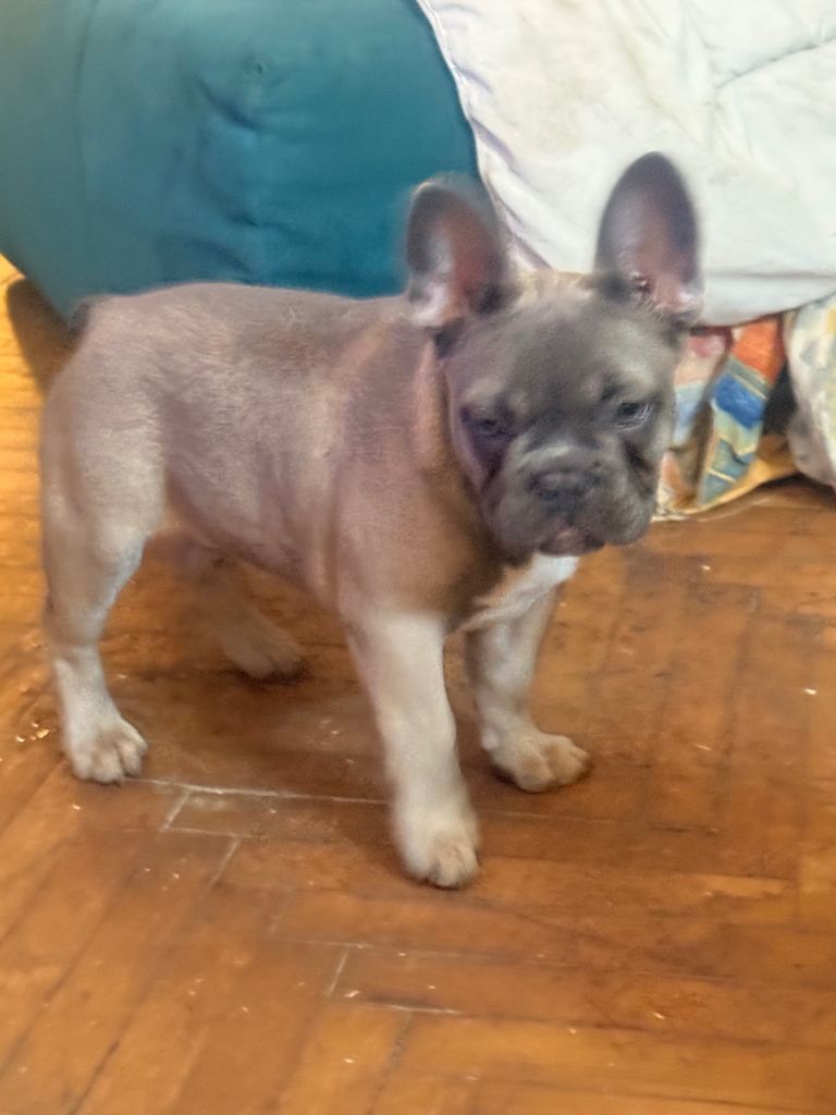 French Bulldog 