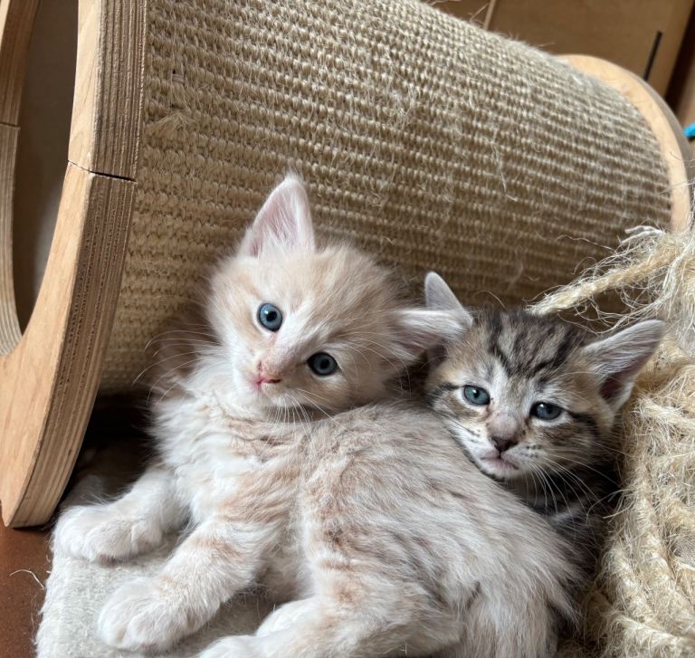 Lovely Kittens  -  ready to leave now