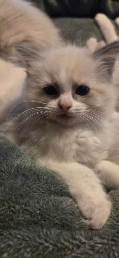 Beautiful Ragdoll Kittens Only 2 left 💖