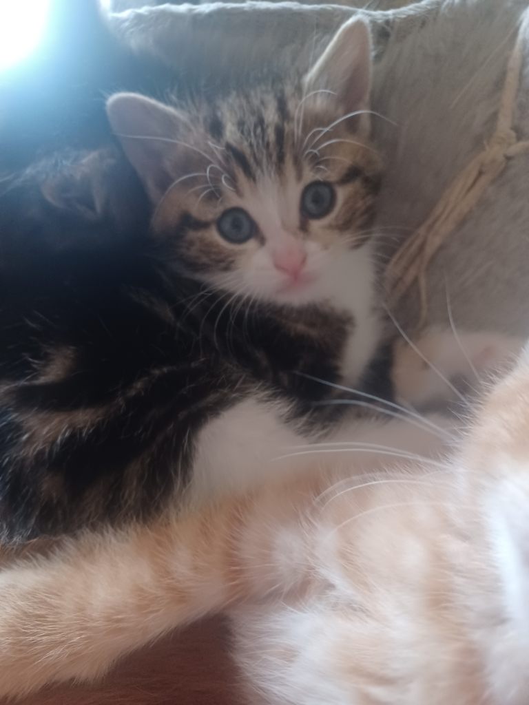 Kittens 