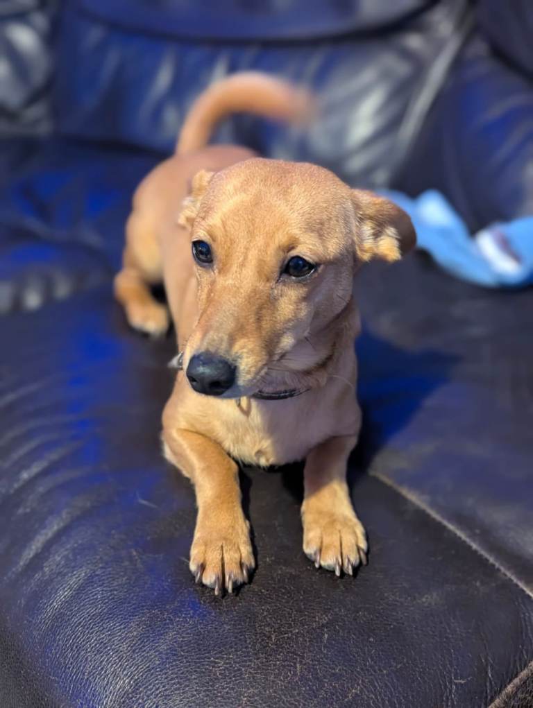 Beautiful sausage dog cross