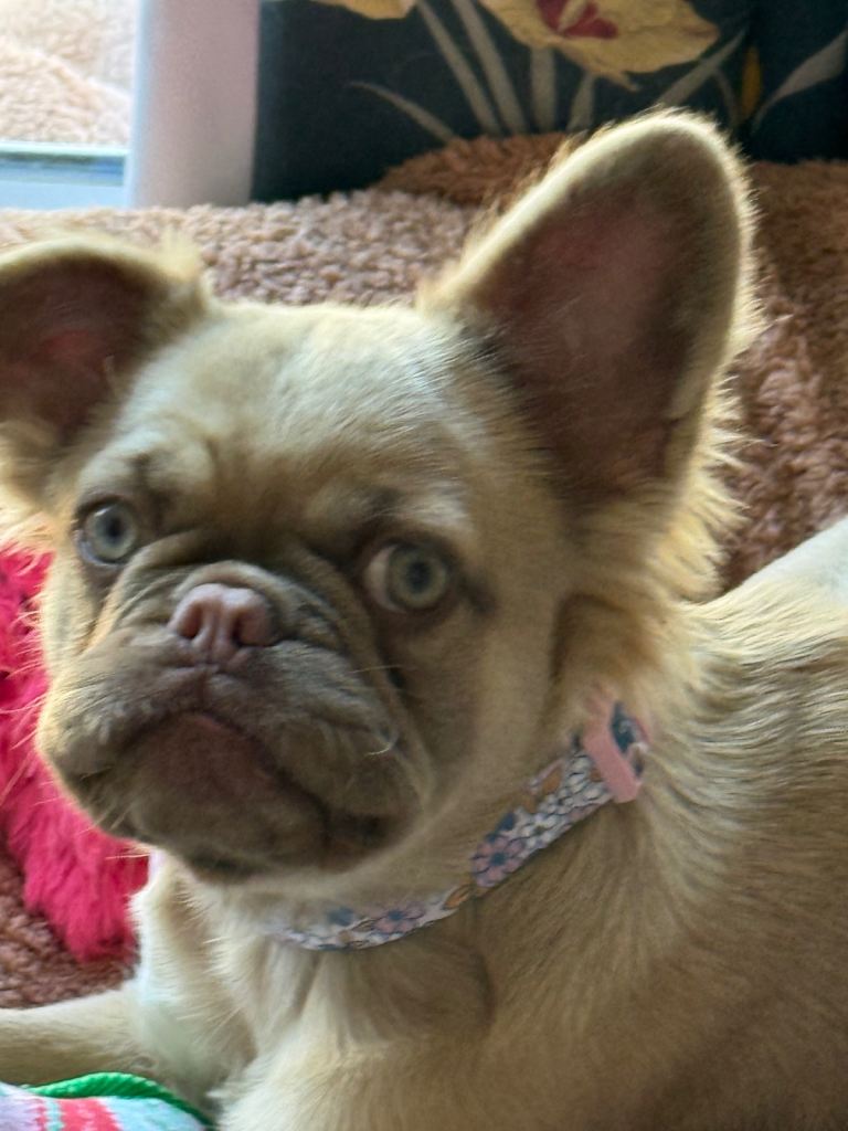 Visual soft hair fluffy French bull dog 