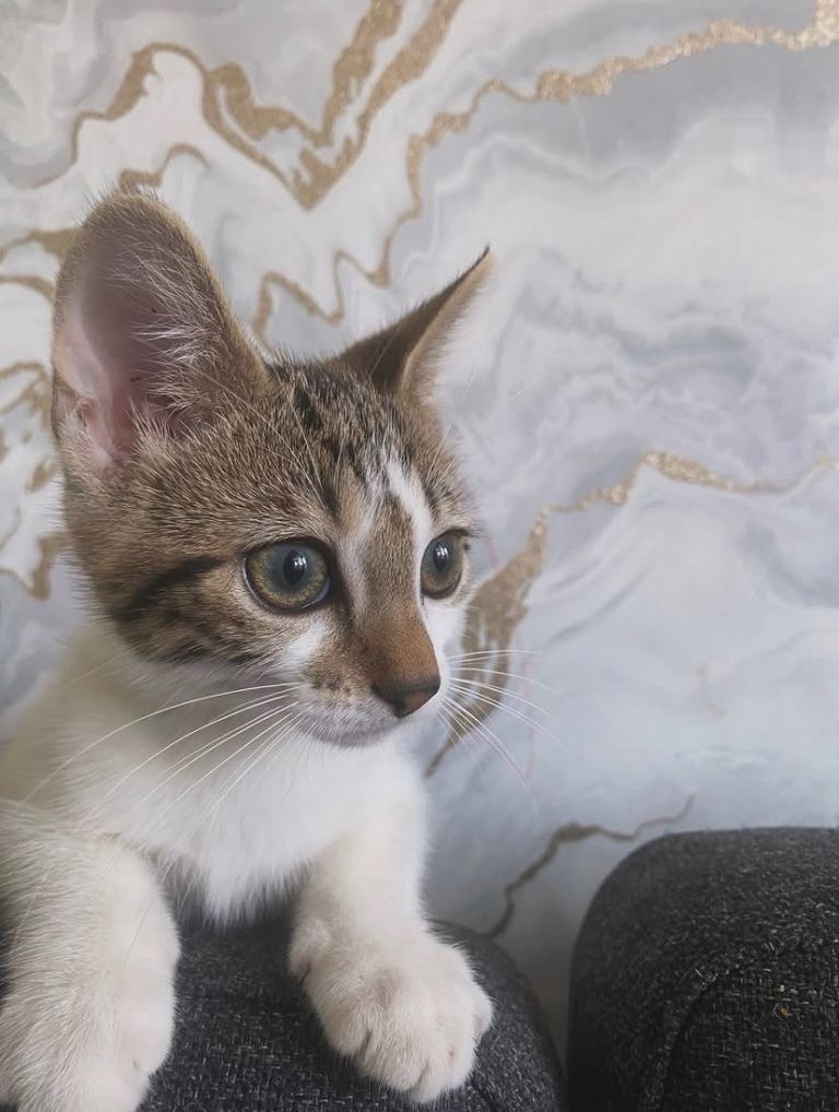 3 tabby/bengal kittens 