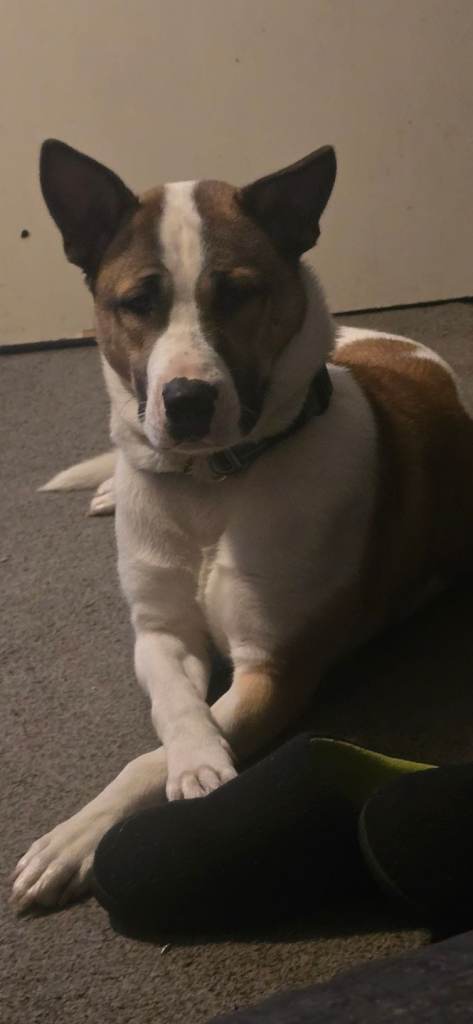 8 month old husky mix