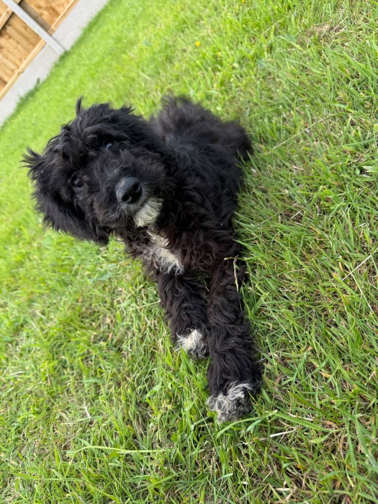 Cockapoo Girl puppy reserved