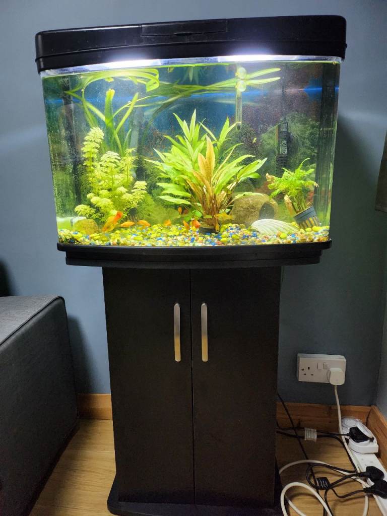 Fish tank + 10 platys