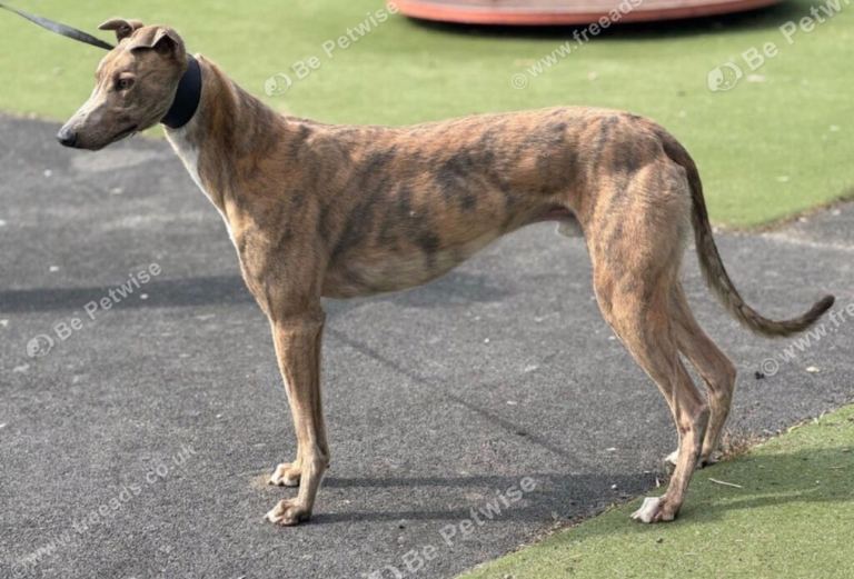 4yr Brindle Greyhound “Tiger” – Friendly – Urgent Home Needed in merton