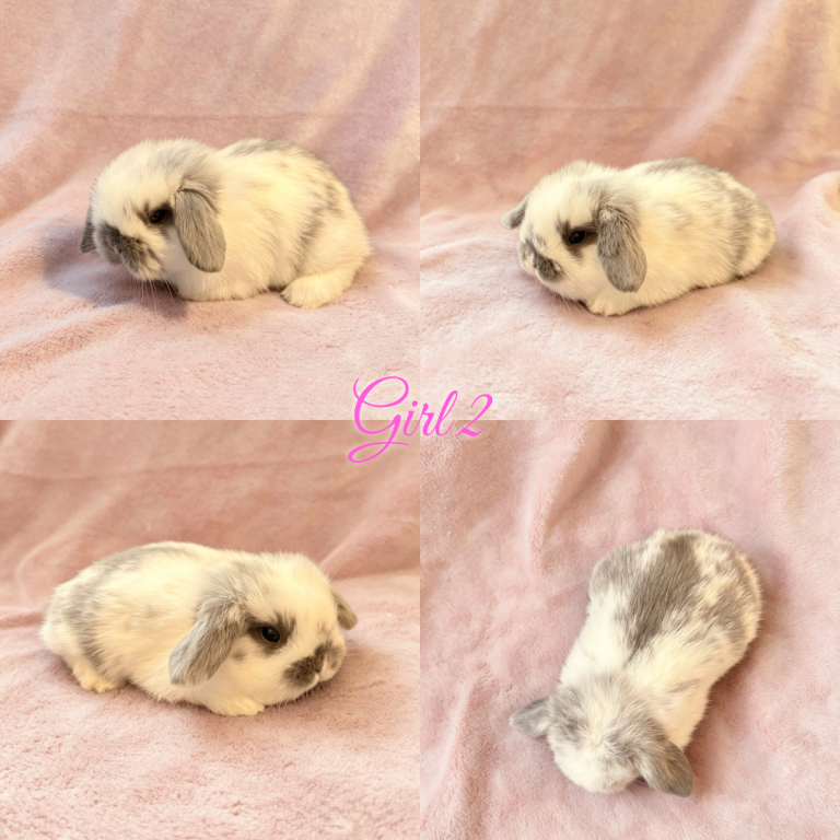 Baby Mini Lops Ready 15/07