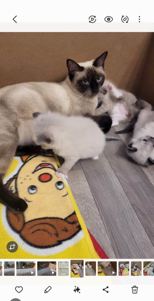Ragdoll kittens 