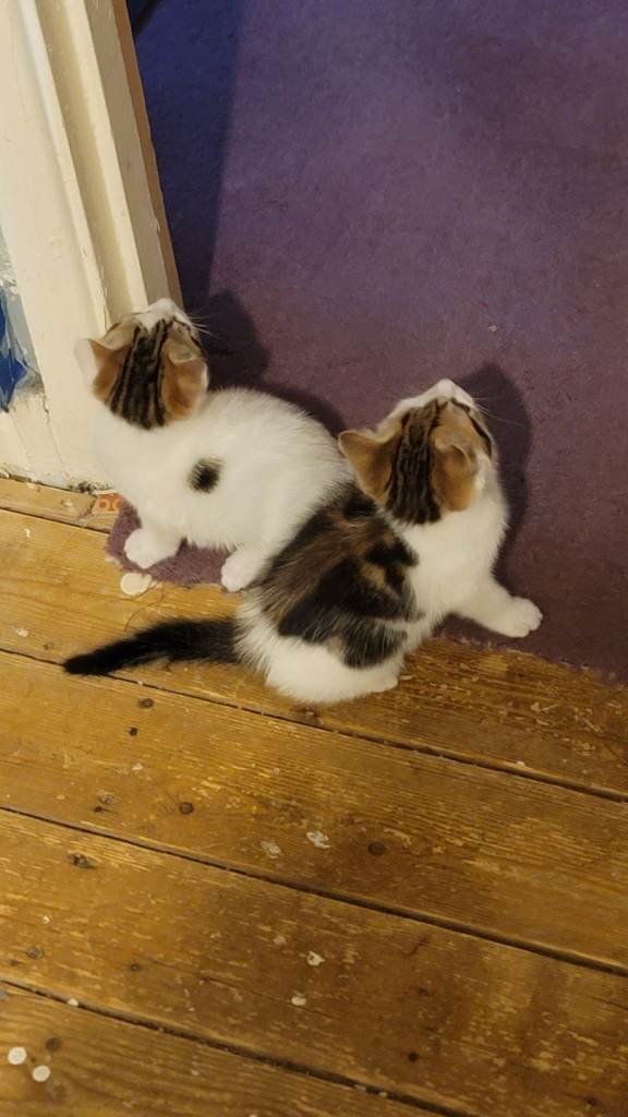White tabby kitten's 