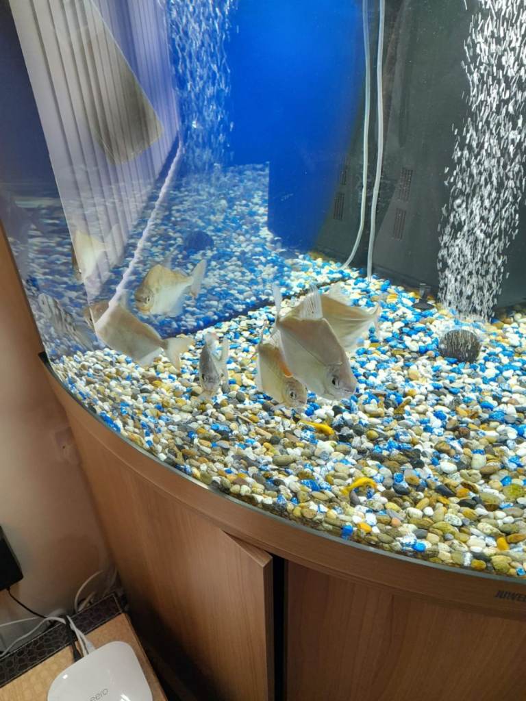   Tropical fish. AT UNBEATABLE PRICE.