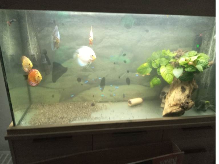 Discus aquarium 