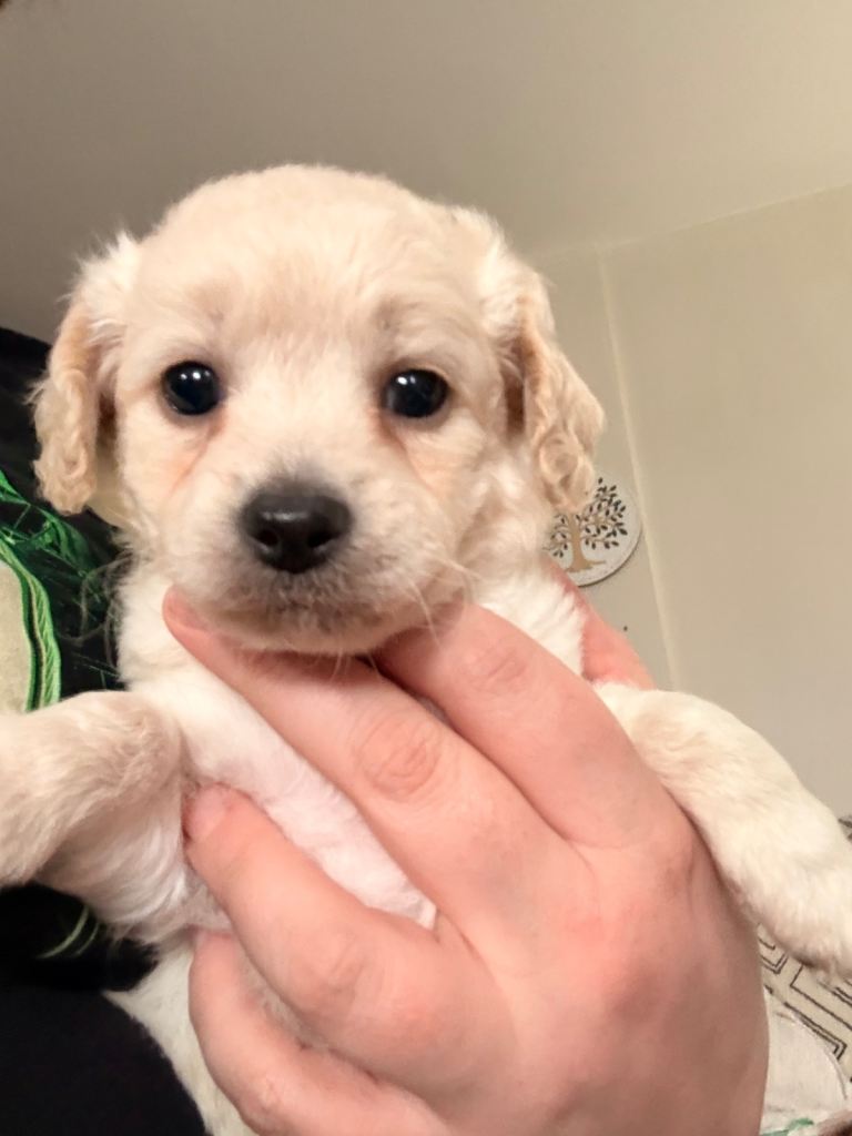 Shipooh puppy female