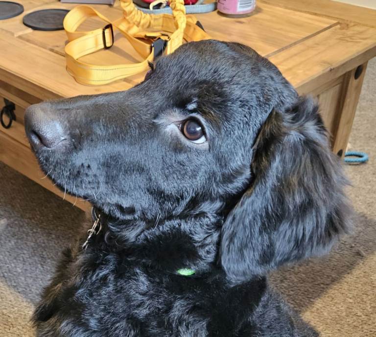 9 month old male