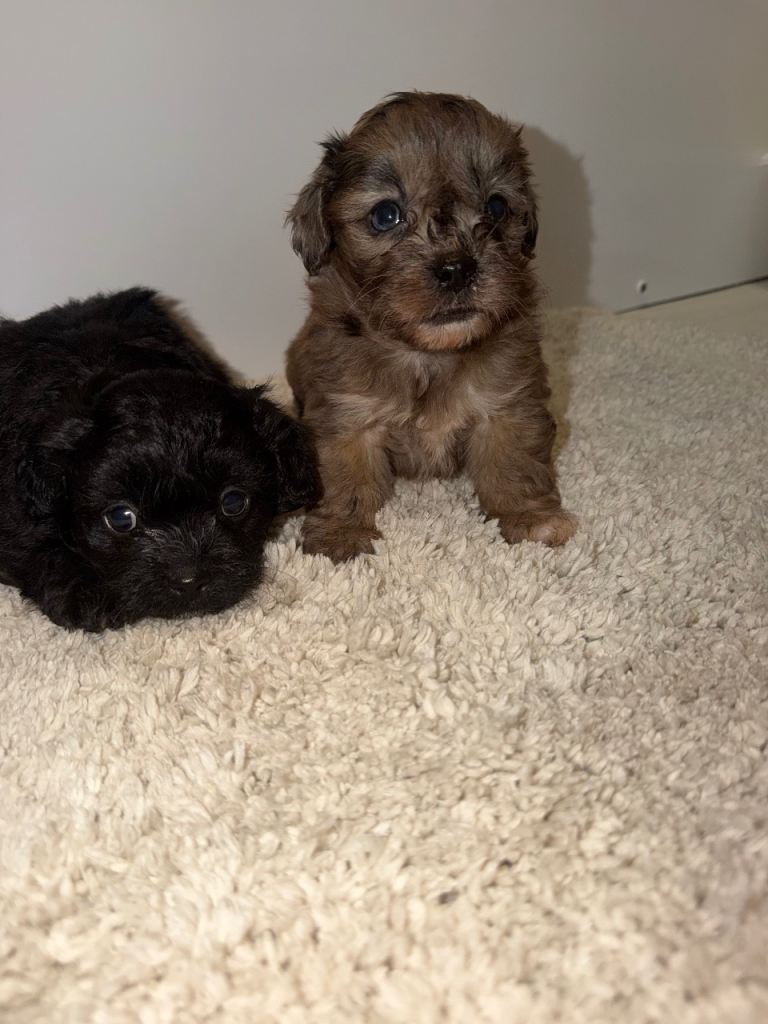 Shihpoo Puppies 