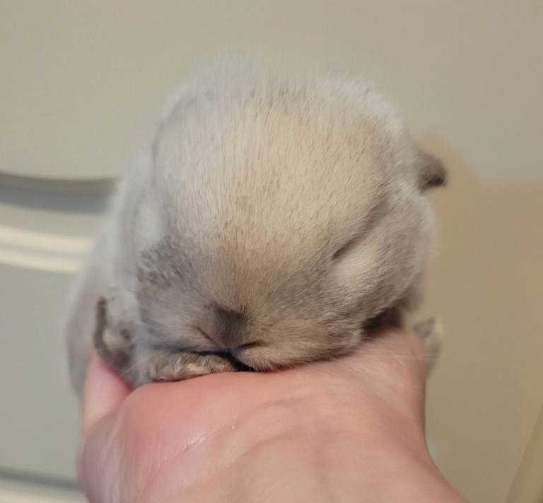 Purebred mini lop bunnies available 