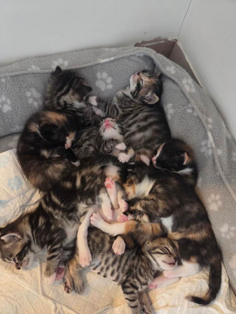 🐾 Lovely Kittens Looking for Their Forever Homes! 🐾