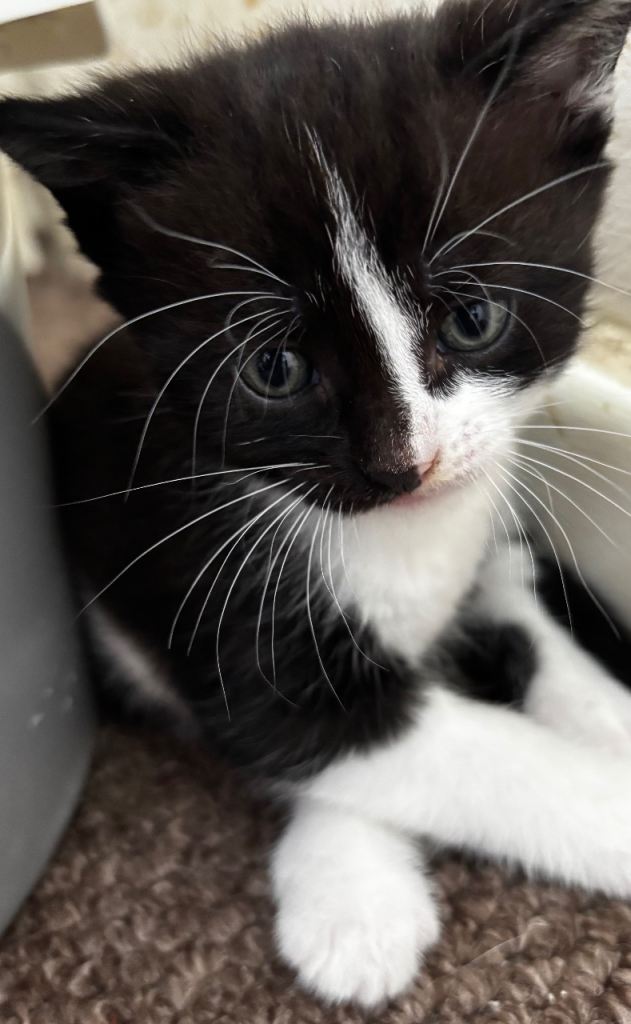 Boy Kitten For Sals 