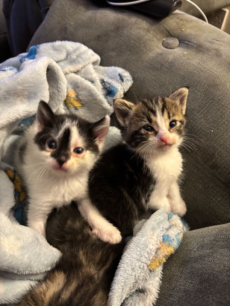 2 baby kittens 